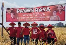 PANEN RAYA BERSAMA ANDY ROBY, SH DI PEKON TAMBAHREJO KECAMATAN GADINGREJO