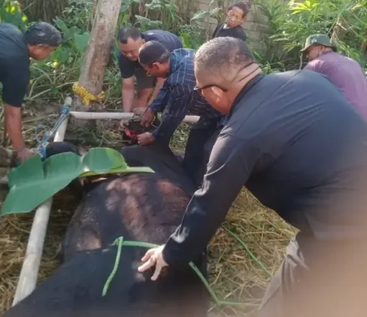 Sekretaris Badan Strategi Kebijakan Hukum dan HAM Potong Kurban di Kampung Halaman Dr. R. Natanegara Kartika Purnama, S.E., M.Si ikut membantu proses penyembelihan hewan kurban