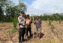 Polsek Belitang III Laksanakan Penanaman Jagung,Dalam Rangka Ketahanan Pangan