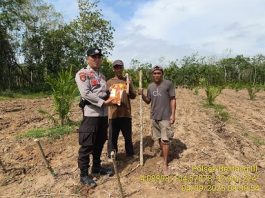 Polsek Belitang III Laksanakan Penanaman Jagung,Dalam Rangka Ketahanan Pangan