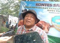 Kontes Sapi Tasikmalaya 2025, Bukan Sekadar Adu Bobot, Tapi Edukasi dan Pemicu PAD